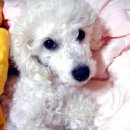 뽀삐뽀삐 이미지