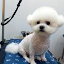 거창하개 이미지