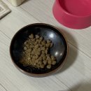 지디에프바이오
