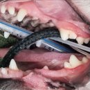 푸른숲동물병원 이미지