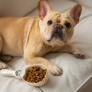 도그스푼 이미지