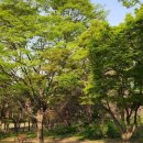 “When Everything Turns Green” 이미지