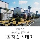 감자꽃스테이 이미지