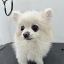 델리키아 이미지