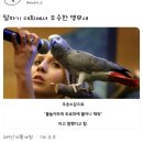 차곡자곡 모아온 단짠쓰신 트위터 캡쳐 이미지