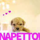 토이 켄넬 이미지