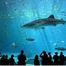 아쿠아리움 이미지