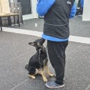 블루 독 스쿨 이미지