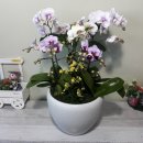 김해꽃식물원 이미지