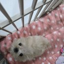 우리아리 이미지