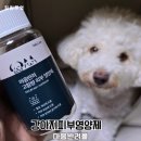새한병원 | 마음반려몰 강아지피부영양제 급여 후기