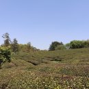 (주)보향다원 이미지