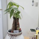 신흥한의원 | [3월_2] 목련, 벚꽃🌸