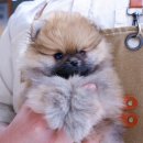 보은펫하우스 이미지