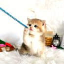캣앤캣 고양이 병원 티스토리
