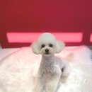 퍼피글랫 이미지