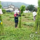 대마 - 안산시 단원구 광덕대로 194 | 대마