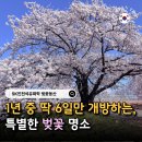 서울석유 | 인천 벚꽃 명소 SK인천석유화학 벚꽃동산 일정 주차 실시간 개화