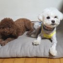 방구동구스낵 네이버블로그