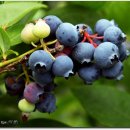 광암농장 이미지