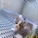 고려애견 이미지