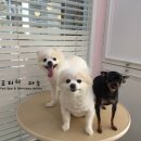 빙구네 애견미용실 네이버블로그