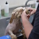 집에서도 간단히 반려견 미용 이미지