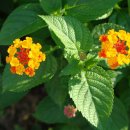 서울영양 이미지