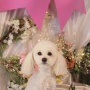 아름다울개 이미지