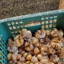 추양농장 이미지