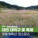 장동주민문화센터 | 대전 장동계족산 코스모스 축제 후기