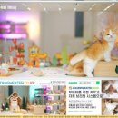 랙돌캐터리 | 제주 캐터리에서 만난 페르시안 친구와의 소소한 일상