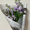 노루발타이어 | [일상] 2월의 세 번째 _ 뽀삐뽀삐뽀삐뽀삐