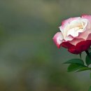 아침이슬2016_1 이미지