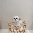 모모티디 독 쌀롱 반려견 미용 계림점 이미지