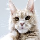 티피쿤(TIPPYCOON) 이미지