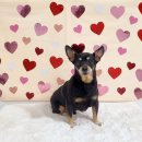 아찌살롱 | 충주 아찌살롱 후기🫶🏻 충주애견미용실