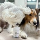 포켓네이션(POCKET NATION) | 강아지 항산화제 _ 본아페티