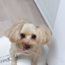 꽃님이