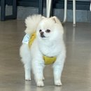 도그민 | [애견카페]강아지가 없어도 OK! 바다뷰가 멋진 애견카페 도그민 방문 후기🐶