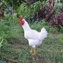 단식농장 이미지