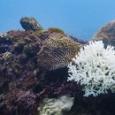 산호환경 이미지