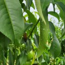 뚱이농장 이미지