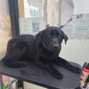 와와리 애견미용 이미지