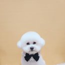 버블버블 애견샵 이미지