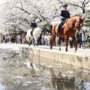 벚꽃화장실 이미지