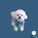 푸치베베 이미지