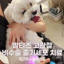 늘사랑 양한방 동물병원 | 말티즈 강아지, 걸음걸이가 이상해요... 강아지 고관절 줄기세포치료