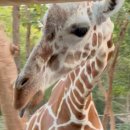 기린전통시장 | 치앙마이 나이트 사파리 만 4세 아이와 다녀온 후기(클룩 예약)