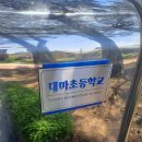 대마초등학교 이미지